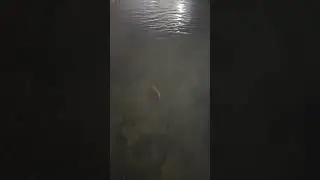 Тихий факт #1 | Life in the Pond..#3
