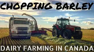 Making Barley Silage!!
