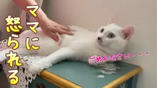 兄猫にイタズラし過ぎた結果、ママに怒られてしまい拗ねてしまった弟猫