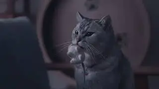 Cats taking care of humans