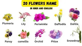 20 फूलों के नाम | Flowers Name in Hindi and English for Kids/Flowers Name for Kids 🌸 /Kids Learning