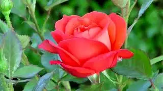 Free Nature Videos With Free Music   No Copyright   No copyright video   Royalty free nature videos