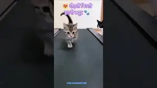 my svweet cat | Little Cute Cat Running | Funny Cat Shorts 😻🐾 | #shorts #cute #catlovers #kitten