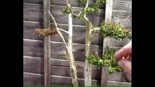 Wind damaged Lonicera Nitida Bonsai Twin becomes Single