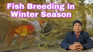 Winter Fish Breeding #Amur carp#Common carp#Gold fish#koi carp#Corry cat