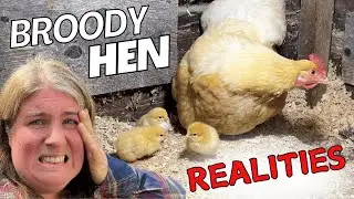 The Brutal Truth About Broody Hens | Chicken Vlog