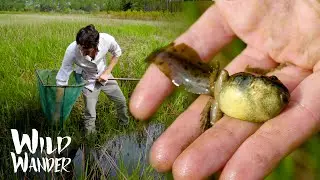 Herping Florida's Rare Amphibia: STRIPED NEWT, Part 1 | Environmental Education