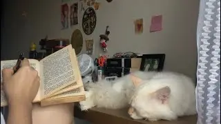 reading while my sleepy cats keep me company