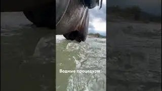 Река . Жеребец . Прогулка. Водные процедуры 👍👍👍