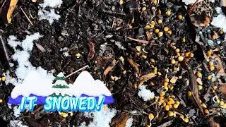 Snow Lentils Garden Night Ops #gardenvlog, #garden2026