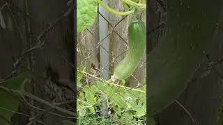 heat resistant tomatoes zucchini cantaloupe banana peppers until the fall crop