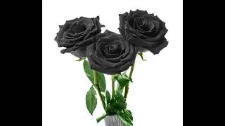 T.T.C.R.P.Y.S.M.R - Rosas Negras (VideoClip Official)