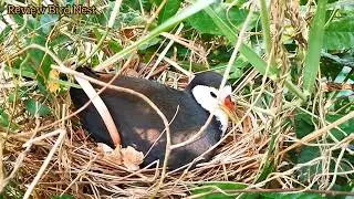 white breasted waterhen - Take good care of the baby in the nest #1[ Review Bird Nest ]