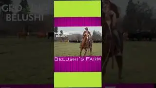 🐂 Belushi vs Bull #growingbelushi #bluesbrothers  #belushisfarm