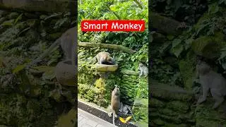 Smart Monkey Drinking Water by Himself | Cute & Funny Video