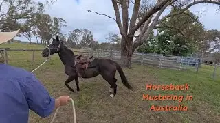 Bit of Aussie Fabrication, Heavy machinery destruction & Horseback Mustering!