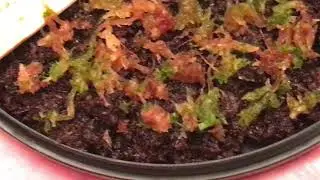 How To Revive Dried Sphagnum Moss