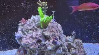 DeL's Red Sea Reefer 750XXL V3 May 2021