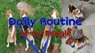 Daily Routine of my beagle | full day routine of dog | dora the begale