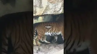Tiger Cave Temple, Krabi, Thailand