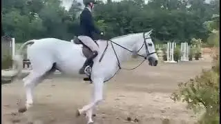 Obelix Van&rsquo;t Merelsnest: Dream Junior / AO Hunter & All-Arounder