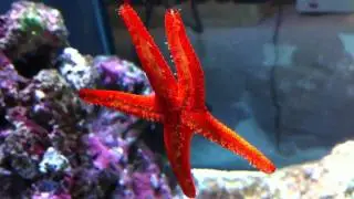 Fromia Elegans HD