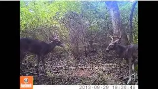 Bushnell Trophy Cam HD Review videos