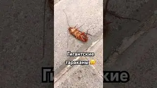 Огромные тараканы в Марокко 😳 #travel #юмор #shots #cucaracha #тараканы #maroc #марокко