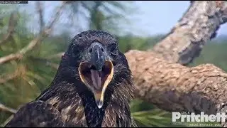 SWFL Eagles ~ E11 ~ I'M BACK!!  4.29.18