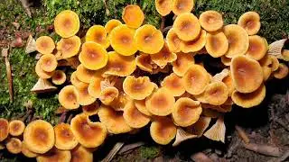 Xeromphalina campanella