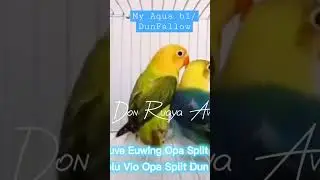 My Dream Bird Aqua b1/ Dun Fallow #donruaya #aqua