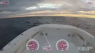 35 Invincible cat