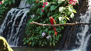 A Tropical Dream! Exotic Gardens, Waterfalls & Birds of Paradise! #gardens #waterfall #parrots