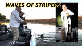 Giant Wave Of Stripers