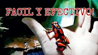 COMO CONSTRUIR UN TERRARIO DE CRIA PARA DENDROBATES... OOPHAGA HISTRIONICA!!!