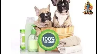 TOP #98: What're Organic Dog Grooming Products and Do You Need Them?