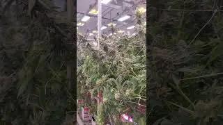 Flexstar NOVA 1200W LED Grow Lights | The Perfect HPS Companion