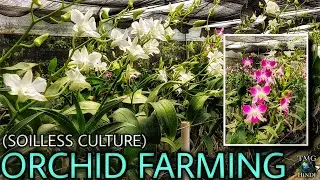 (ऑर्किड) Orchid Farming in Soilless Culture ( & more ) in Valsad - Gujarat [ TMG Hindi ]