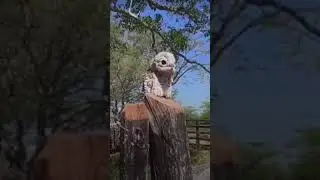 El Canto Del Nictibio Uruta&uacute; (P&aacute;jaro Fantasma Con El Canto De Un Lamento Humano) | #SHORTS