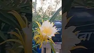 Early in the morning dragon flower #shorts #gardening #dragonflower