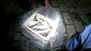 Herring Fishing - PICKING PIER HERRINGS - Queens to Brooklyn NYC, NY