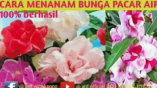 Cara menanam bunga pacar air jenis tumpuk