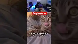 You Can See The Exact Moment This Cat Realized Glasses Work #cat #catshorts #catvideos #animals
