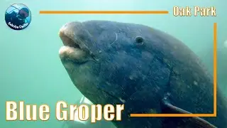 Blue Groper | Scuba Diving at Oak Park | Jan 2021