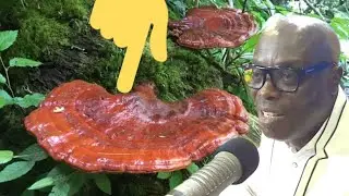 Kooko,hēpat!t!s,L!ver D!səases ; Avo!d thesë foods & use these instead - Oheneba Ntim Barimah