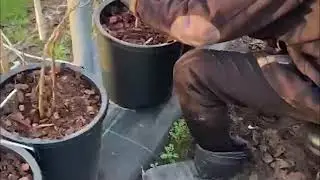 Stekken van rode bes