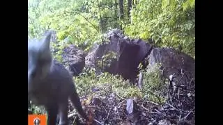 Gray fox kits and vixen near den site