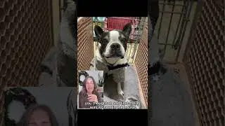 animal communicator,@Amber Sathre has aphantasia so it&rsquo;