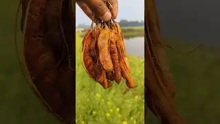 Mouth Watering Tetul Masala 🤤 (Tamarind) Makha#shorts #recipe #tamarind #tetul