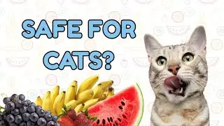 Which Fruits Are SAFE For Cats To Eat?
